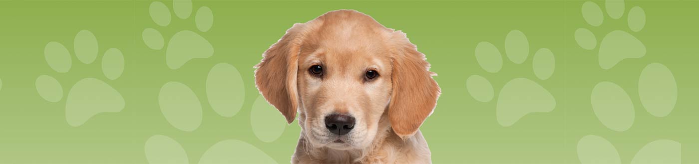 Pet Adoption Day - Click for details